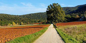 Via Francigena - Step Colle Val d'Elsa to Monteriggioni