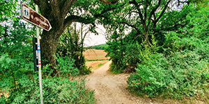 Via Francigena - Step Monteriggioni to Siena
