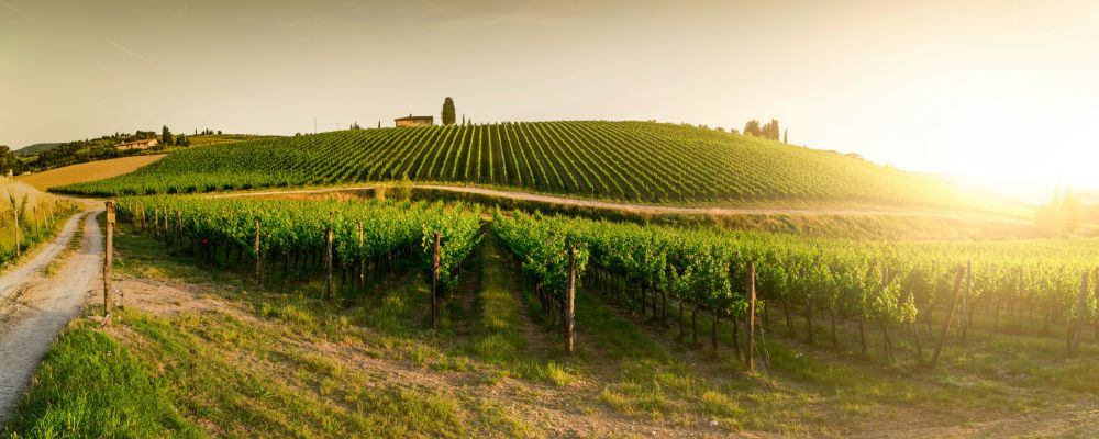 Via Francigena walking to Siena