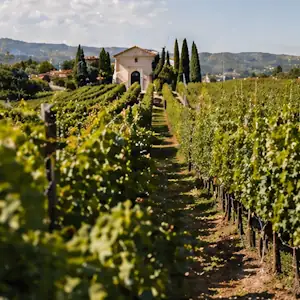 esperienza vigneto ia generata